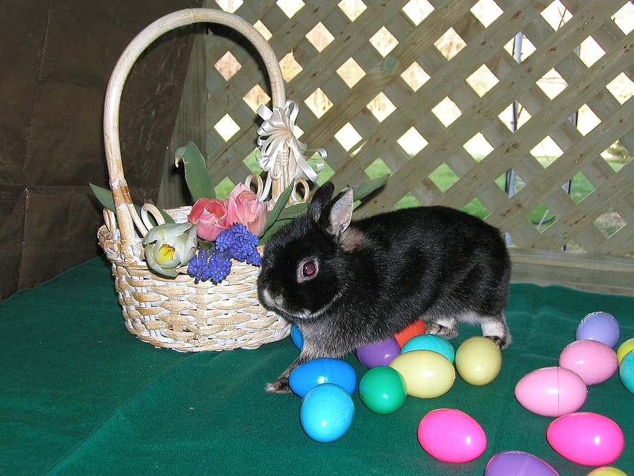 Osterhase, Eier, Frühling, Farben, Ostern, Hase, schwarz, Blumen, Korb, pelzig, Spaß, Haustiere, ein Tier, Tier, Tierthemen, Hauskatze, Säugetier, inländisch, Katze, katzenartig, Wirbeltier, Tabelle, keine Leute, drinnen, Sitzung, Entspannung, mehrfarbig, Container, High Angle View, Whisker, 1080P