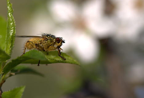 Insecta, våd, blad, makro, dråber, dyre temaer, dyreliv, insekt, hvirvelløse, dyr, dyr i naturen, et dyr, tæt på, plante, selektiv fokusering, natur, dag, grøn farve, ingen mennesker, fokus på forgrunden, vækst, skønhed i naturen, plante del, udendørs, dyrefløj, 2K, CC0, offentligt domæne, royaltyfrie