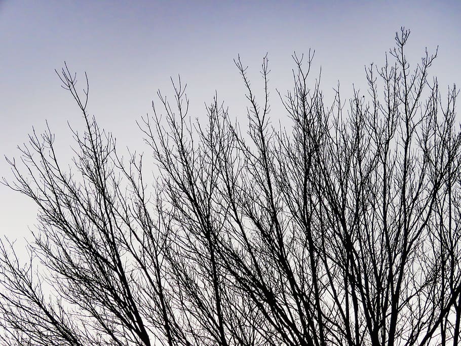 branques al capvespre, branques, posta de sol, branca, naturalesa, cel, arbres, mirant la posta de sol, arbre, arbre nu, silueta, plantes, hivern, a l'aire lliure, cap gent, escena rural, planta, creixement, vista d’angle baix, bellesa a la natura, tranquil·litat, dia, cel clar, escenics - natura, escena tranquil·la, escena no urbana, fons, 4K
