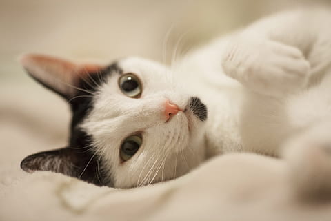 Foto, grå, hvid, kat, at lyve, klæde, hvid kat, oversigt, nuttet, dyreportræt, dyr, kitty, hvalpe, killing, pattedyr, turkis, lille, katteøje, fjer, øje, forventningsfulde, kæledyr, natur, bakkenbart, sød, baby dyr, indenlandske kat, ungt dyr, husdyr, feline, pels, leder, dyr og kæledyr, et dyr, dyre temaer, indendørs, indenlandske, tæt på, ligger ned, dyr kropsdel, lempelse, portræt, hvid farve, selektiv fokusering, seng, ingen mennesker, dyr hoved, dyre mund, dyr øje, 5K, CC0, offentligt domæne, royaltyfrie
