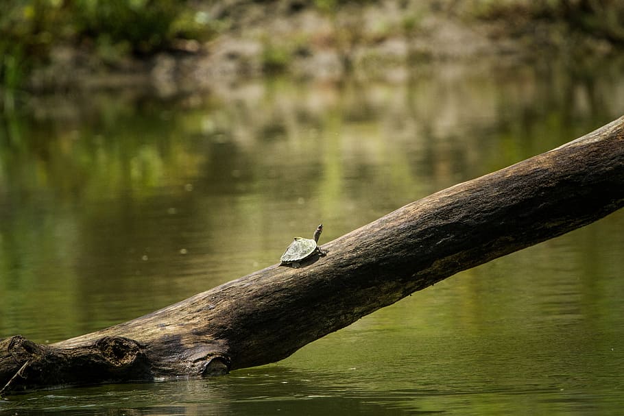 Assam, Schildkröte, überdacht, Indien, Wasser, natürlich, indisch, Tierwelt, Tier, Tierthemen, Tiere in freier Wildbahn, Wirbeltier, ein Tier, See, Baum, Vogel, Natur, Ufergegend, keine Leute, Pflanze, Tag, Fokus auf den Vordergrund, Schönheit in der Natur, Reflexion, hocken, draußen, Treibholz, 2K