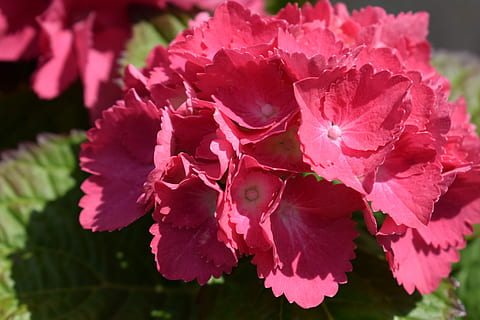 hydrangeas, Çiçekler, bahar, bahçe, bahar, Bahçe, çiçek, doğada güzellik, kırılganlık, taçyaprağı, çiçek kafa, kapatmak, çiçekli bitki, bitki, Güvenlik açığı, tazelik, büyüme, çiçeklenme, pembe renk, doğa, insansız, ön plana odaklanmak, gün, açık havada, polen, botanik, Çiçek demeti, 5K, CC0, kamu malı, telif ücretsiz