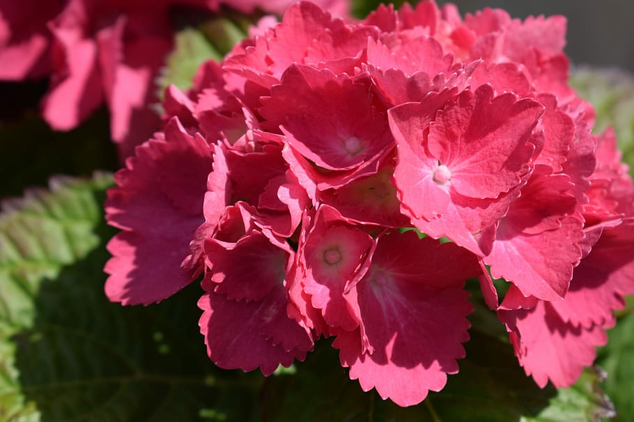 hydrangeas, Çiçekler, bahar, bahçe, bahar, Bahçe, çiçek, doğada güzellik, kırılganlık, taçyaprağı, çiçek kafa, kapatmak, çiçekli bitki, bitki, Güvenlik açığı, tazelik, büyüme, çiçeklenme, pembe renk, doğa, insansız, ön plana odaklanmak, gün, açık havada, polen, botanik, Çiçek demeti, 5K