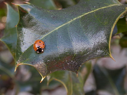 ladybug, holly, leaf, invertebrate, insect, animals in the wild, animal, plant part, animal themes, animal wildlife, beetle, close-up, focus on foreground, nature, one animal, plant, no people, day, growth, outdoors, green color, small, 4K, CC0, public domain, royalty free
