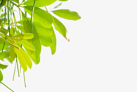 Blatt, Pflanze, isolieren, Natur, Grün, natürlich, Laub, frisch, Umgebung, Wachstum, Weiß, Garten, Wald, Gartenarbeit, Sonnenlicht, Baum, Ast, Hintergründe, grüne Farbe, Frische, Sommer-, Pflanzenteil, Studioaufnahme, kopieren sie platz, weißer Hintergrund, keine Leute, Nahansicht, ausgeschnitten, draußen, Schönheit in der Natur, Essen und Trinken, Zweig, Pflanzenstamm, Kraut, 4K, CC0, gemeinfrei, lizenzfrei