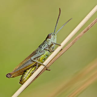 Wüstenheuschrecke, Insekt, Makro, Natur, Tier, Heuschrecke, Tierwelt, Nahansicht, Kricket, wirbellos, Tierantenne, Tierthemen, ein Tier, Tiere in freier Wildbahn, keine Leute, grüne Farbe, Tierkörperteil, Tag, Pflanze, Fokus auf den Vordergrund, Reptil, selektiver Fokus, draußen, Zoologie, Tierauge, 1080P, CC0, gemeinfrei, lizenzfrei