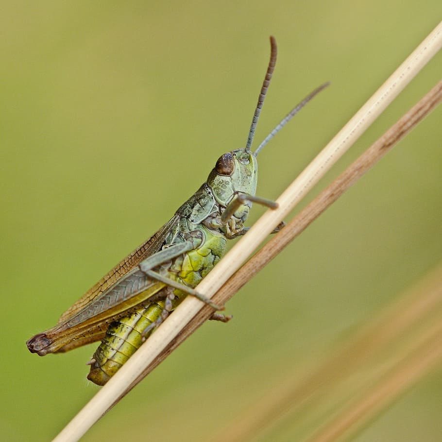 locusta del deserto, insetto, macro, natura, animale, cavalletta, locusta, avvicinamento, cricket, invertebrato, antenna animale, temi animali, un animale, fauna selvatica, animali allo stato selvatico, nessuno, colore verde, parte del corpo animale, giorno, pianta, concentrarsi sulle conoscenze acquisite, rettile, messa a fuoco selettiva, all'aperto, zoologia, occhio animale, 1080P