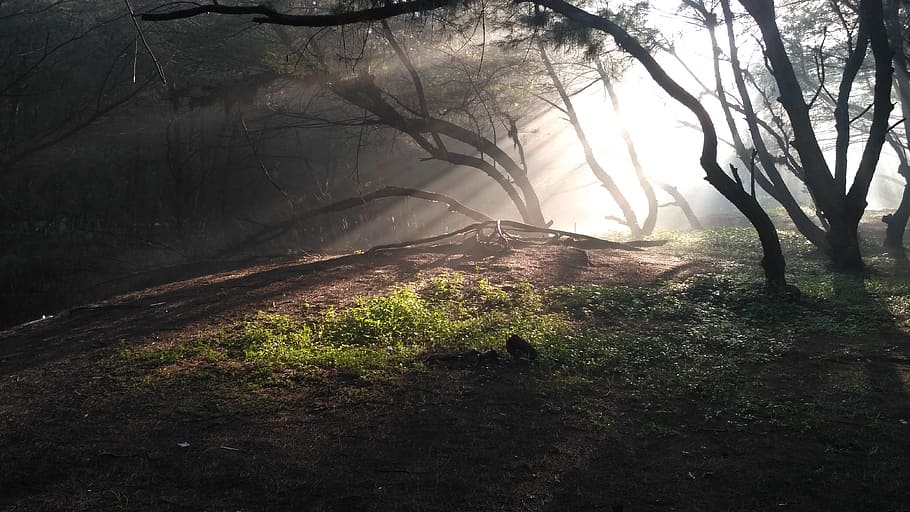 luce, forare, l'albero, albero, pianta, terra, bellezza nella natura, la tranquillità, natura, foresta, nessuno, scena tranquilla, crescita, scenics - natura, scena non urbana, nebbia, giorno, ramo, luce del sole, tronco d'albero, tronco, all'aperto, paesaggio, 4K