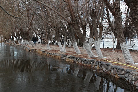 copac, reflecţie, pădure, natură, kayseri, Develi, apă, arbore gol, plantă, nici o persoana, malul mării, liniște, zi, temperatura rece, trompă, arhitectură, ramură, trunchi de copac, iarnă, construită, în aer liber, frumusețe în natură, canal, 5K, CC0, domeniu public, fără drepturi de autor