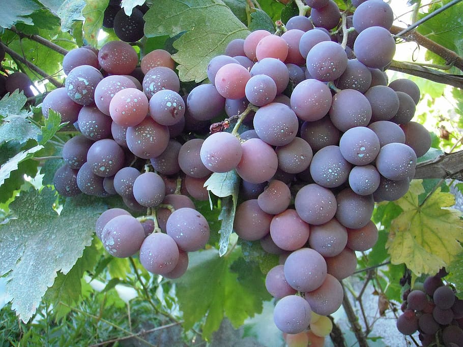 raïm, cardenal, raïm de taula, cluster, galícia, rias baixas, menjar, menjar i beguda, alimentació saludable, frescor, fruita, creixement, cap gent, dia, primer pla, benestar, planta, naturalesa, agricultura, full, vinya, part de la planta, munt, a l'aire lliure, abundància, madur, elaboració de vins, 2K
