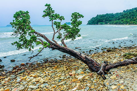 green, tree, beside, seashore, mountain, background, beach, clouds, coast, daylight, idyllic, islands, landscape, nature, nobody, ocean, outdoors, rocks, scene, scenery, sea, seascape, seaside, shore, sky, stones, trees, view, water, waves, woods, plant, land, beauty in nature, scenics - nature, tranquility, no people, tranquil scene, day, non-urban scene, rock, environment, driftwood, pollution, 2K, CC0, public domain, royalty free