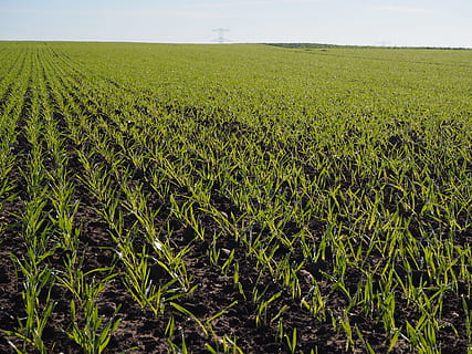 Wheat, Horizon, mark, agriculture, growth, field, crop, farm, nature, landscape, land, rural scene, plant, green color, environment, cereal plant, tranquility, tranquil scene, sky, beauty in nature, day, no people, scenics - nature, outdoors, plantation, 4K, CC0, public domain, royalty free