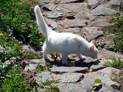kat, nysgerrig, hale, hvid, Mieze, et dyr, dyre temaer, dyr i naturen, dag, dyr, dyreliv, pattedyr, indenlandske, kæledyr, husdyr, hvirveldyr, feline, indenlandske kat, natur, plante, hvid farve, ingen mennesker, sollys, solid, klippe, rock-objekt, bakkenbart, 2K, CC0, offentligt domæne, royaltyfrie