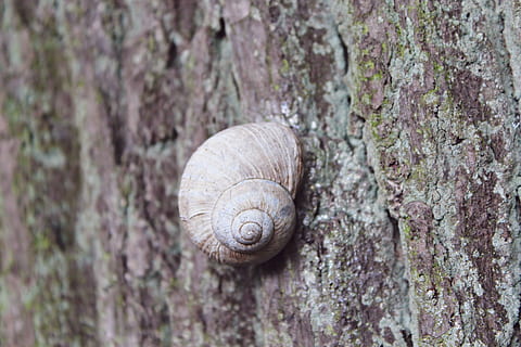 hlemýžď, strom, plaz, shell, Příroda, měkkýš, zvíře, les, bydlení, zahrada, spirála, pomalu, Ulita šneka, stvoření, plazit se, letní, živočišného světa, zavřít, zvířat, detail, zvířata ve volné přírodě, kmen stromu, jednoho zvířete, kufr, bezobratlý, zvířecí shell, plži, nikdo, rostlina, den, texturou, venku, 2K, CC0, veřejná doména, bez autorských práv
