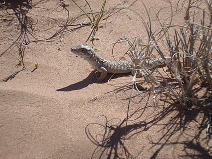 li, eia, eh, nature, animal themes, animal, reptile, sunlight, animal wildlife, land, no people, tree, animals in the wild, lizard, vertebrate, one animal, plant, shadow, day, arid climate, sand, desert, climate, outdoors, aggression, 4K, CC0, public domain, royalty free