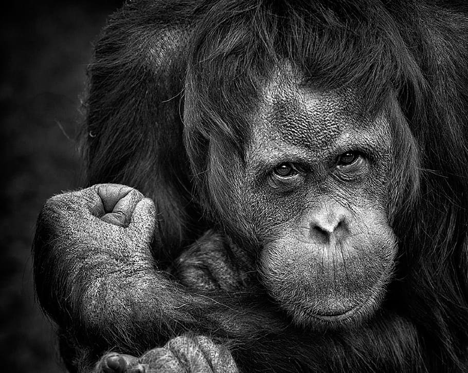 foto in scala di grigi, scimmia, scimpanzé, ritratto, primate, natura, avvicinamento, viso, capo, analizzare, cercare, guardare, prigioniero, posa, peloso, nero, animale, pugno, un animale, fauna selvatica, guardando la fotocamera, animali allo stato selvatico, orangutan, mammifero, nessuno, vertebrato, parte del corpo animale, peli di animali, zoo, contemplazione, foresta pluviale, occhio animale, 1080P