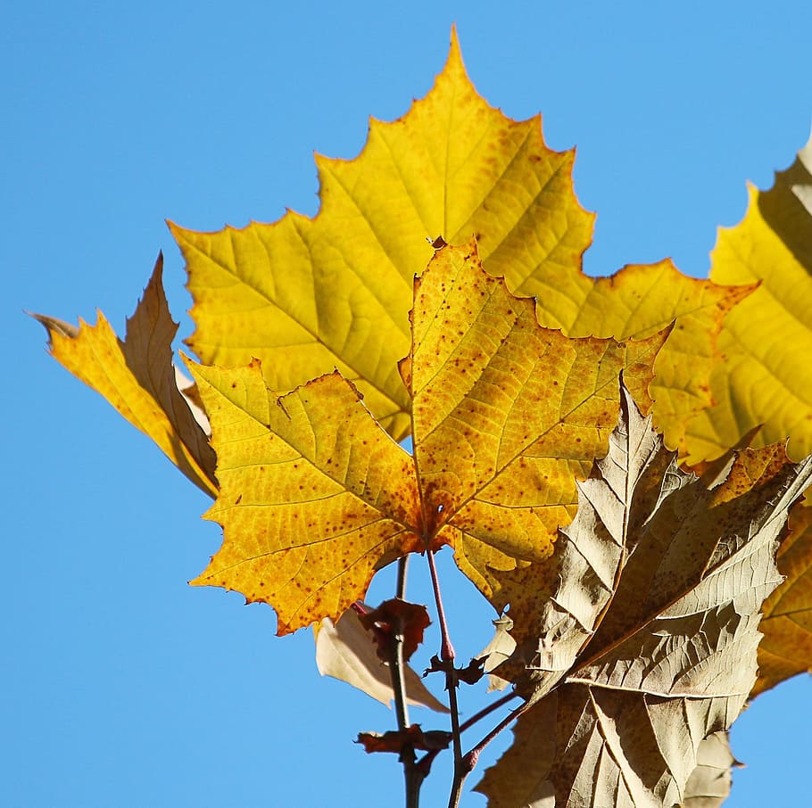 sicomoro, fulles, full, fulla gran, fulla groga, tardor, caure, part de la planta, canvi, cel, naturalesa, groc, vista d’angle baix, cel clar, planta, cap gent, dia, primer pla, bellesa a la natura, blau, vena de la fulla, creixement, a l'aire lliure, arbre, fulla d'auró, condició natural, 2K