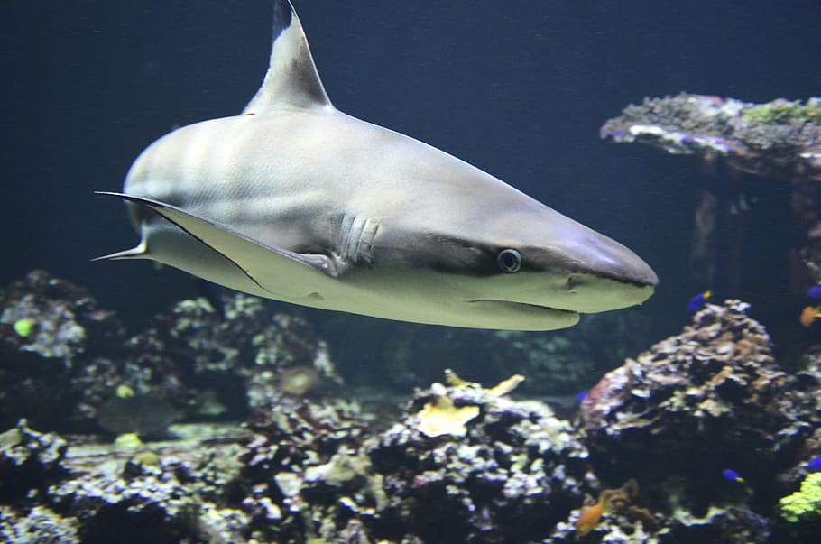 gris, tauró, aigua, negre, hai, perillós, peixos depredadors, caçador, sota l'aigua, mar, animal, naturalesa, submarinisme, vida salvatge, escull, blau, peix, la vida marina, fauna animal, animals a la natura, temes d'animals, nedar, un animal, vertebrats, marí, submarí, cap gent, primer pla, a l'aire lliure, peixos d’aigua salada, 4K