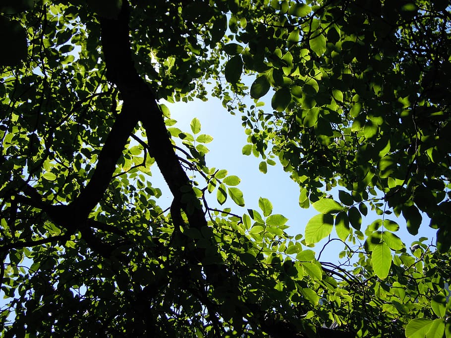 arbre, fulles, ombra, llum, estiu, full i ombra, branca, perspectiva, cel, noguera, juglans, juglandaceae, verd, calenta, full, dia, cap gent, naturalesa, a l'aire lliure, planta, vista d’angle baix, creixement, llum solar, color verd, part de la planta, bellesa a la natura, tranquil·litat, fons, bosc, assolellat, marc complet, copa de l'arbre, directament a sota, 4K