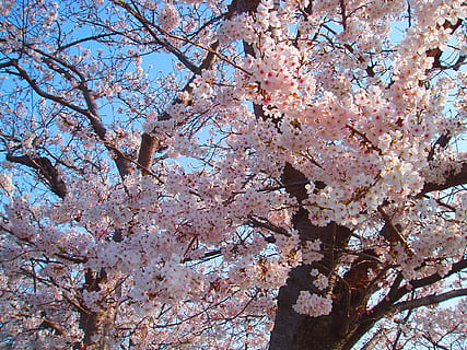 kirsebær, kirsebærblomster, vår, rosa, blomster, naturlig, anlegg, japan, sakura, Japan blomst, k, vårblomster, utsikt over Japan, tre, blomst, blomstrende plante, blomstre, vekst, gren, kirsebærblomst, våren, rosa farge, skjønnhet i naturen, skjørhet, lav vinkel visning, sårbarhet, natur, dag, friskhet, kirsebærtre, ingen folk, botanikk, utendørs, 1080P, CC0, offentlig domene, opphavsrett gratis