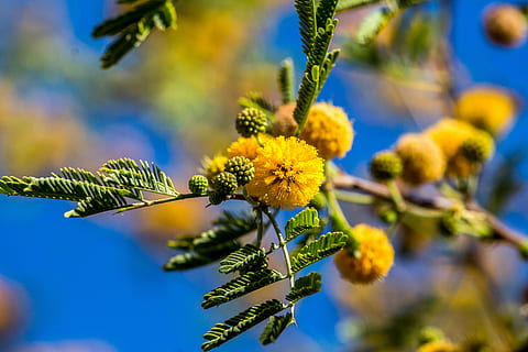 woestijn, boom, bloeien, bloem, natuur, tak, flora, blad, fabriek, groei, bloeiende plant, detailopname, schoonheid in de natuur, versheid, deel van de plant, geel, dag, geen mensen, selectieve aandacht, kwetsbaarheid, breekbaarheid, focus op de voorgrond, buitenshuis, bloemhoofd, 5K, CC0, publiek domein, royaltyvrij