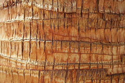 bark, brown, wood - Material, pattern, backgrounds, nature, tree, textured, close-up, full frame, no people, rough, wood, day, weathered, outdoors, plank, old, wood grain, damaged, textured effect, 5K, CC0, public domain, royalty free