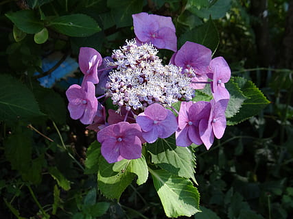 deska, hortenzie, květ, deska hortenzie, letní, rostlina, Příroda, nachový, křehkost, růst, růžová barva, kvetoucí rostlina, svěžest, zranitelnost, krása v přírodě, okvětní lístek, list, rostlinné části, detail, květu hlavy, květenství, den, zaměřit se na popředí, nikdo, venku, šeřík, jaro, kytice, 4K, CC0, veřejná doména, bez autorských práv