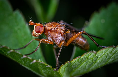 macro, insetto, volare, ditteri, fauna selvatica, animale, invertebrato, temi animali, animali allo stato selvatico, un animale, parte vegetale, foglia, avvicinamento, colore verde, pianta, natura, parte del corpo animale, messa a fuoco selettiva, nessuno, giorno, all'aperto, antenna animale, occhio animale, 5K, CC0, dominio pubblico, privo di copyright