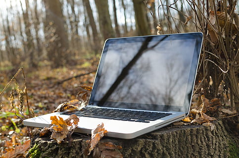 rozwijać się, srebrny laptop, czarny, ekran, log, laptop, komputer, pc, notatnik, laptop, komputer, Zielony, bezprzewodowy, ruchliwość, trawa, klawiatura, pole, technologia, Natura, Internet, biznes, sieć, nikt, porozumiewanie się, monitor, na wolnym powietrzu, na zewnątrz, obiekt, połączenie, praca, środowiskowy, otwarty, ekologia, zdalny, gabinet, łąka, pojęcie, energia, wi-fi, wifi, oszczędność, ochrona, naturalny, kwiaty, dzień, świeży, jesień, zimowy, ciepły, żadnych ludzi, na dworze, zbliżenie, technologia bezprzewodowa, wylądować, las, drzewo, roślina, przenośne urządzenie informacyjne, skupić się na pierwszym planie, inteligentny telefon, telefon komórkowy, lesisty teren, 4K, CC0, domena publiczna, darmowe zdjęcia