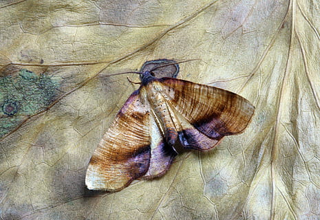 falena, macro, insetto, vicino, ala, temi animali, animale, avvicinamento, animali allo stato selvatico, fauna selvatica, nessuno, natura, un animale, giorno, invertebrato, vista dall'alto, direttamente sopra, bellezza nella natura, all'aperto, conchiglia, ala animale, asciutto, guscio di animale, parte vegetale, farfalla - insetto, 5K, CC0, dominio pubblico, privo di copyright