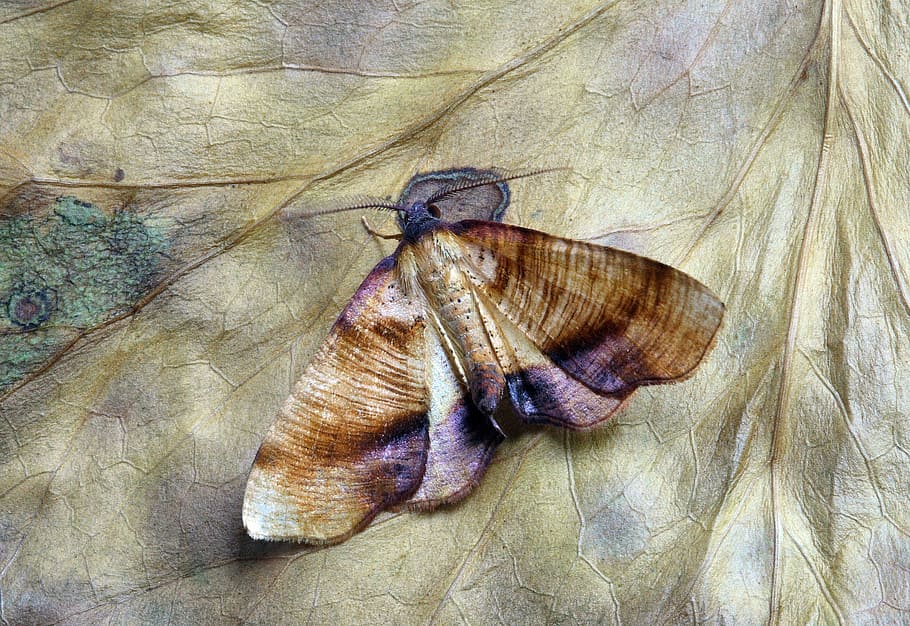 falena, macro, insetto, vicino, ala, temi animali, animale, avvicinamento, animali allo stato selvatico, fauna selvatica, nessuno, natura, un animale, giorno, invertebrato, vista dall'alto, direttamente sopra, bellezza nella natura, all'aperto, conchiglia, ala animale, asciutto, guscio di animale, parte vegetale, farfalla - insetto, 5K