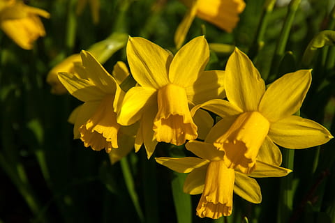 narcissus, påskelilje, påske, forår, blomstre, flor, gul, blomster, natur, have, påskehilsener, Stengel, osterkarte, tæt, closeup påskelilje, pollen, allergi, blomst, kronblad, plante, blomsterhoved, blomstrende plante, sårbarhed, skrøbelighed, blomsterstand, friskhed, skønhed i naturen, vækst, tæt på, fokus på forgrunden, ingen mennesker, dag, udendørs, 4K, CC0, offentligt domæne, royaltyfrie