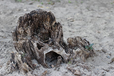 ceppo, albero, vecchio, marcio, legna, natura, naturale, tronco, taglio, abbaiare, legname, giorno, nessuno, all'aperto, avvicinamento, terra, legno - materiale, concentrarsi sulle conoscenze acquisite, campo, pianta, pianta morta, la tranquillità, strutturato, asciutto, ruvido, messa a fuoco selettiva, vista dall'alto, Driftwood, 5K, CC0, dominio pubblico, privo di copyright