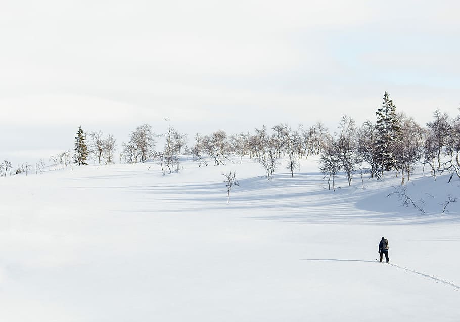 home, caminar, camp de neu, durant el dia, neu, arbre, hivern, esquiar, nordic, senderisme, Escandinau, blanc, naturalesa, suècia, ombra, persona, vida salvatge, jämtland, temperatura de fred, bellesa a la natura, esport d'hivern, cobertura, persones reals, camp, longitud completa, escenics - natura, cel, Color blanc, terra, esport, activitat d'oci, una persona, a l'aire lliure, roba calenta, clima extrem, 4K