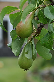 frutta, Pera, verde, foglia, parte vegetale, crescita, cibo e bevande, colore verde, mangiare sano, cibo, pianta, avvicinamento, freschezza, natura, bellezza nella natura, albero, concentrarsi sulle conoscenze acquisite, giorno, benessere, nessuno, ramo, albero da frutta, all'aperto, maturo, 4K, CC0, dominio pubblico, privo di copyright