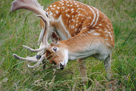 barbecho, dólar, rascarse, animal, temas de animales, mamífero, fauna animal, animales en la naturaleza, grupo de animales, ciervo, planta, dos animales, hierba, vertebrado, nadie, campo, naturaleza, con cuernos, día, tierra, cuerno, en pie, herbívoro, adular, 4K, CC0, dominio público, libre de derechos