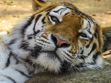 tigre fotografia a fuoco, fotografia, tigre, capo, gatto, vicino, occhi, stanco, riposo, zoo, rilassamento, animali allo stato selvatico, un animale, fauna selvatica, temi animali, giorno, animale, felino, grande gatto, mammifero, carnivora, baffo, vertebrato, nessuno, concentrarsi sulle conoscenze acquisite, avvicinamento, specie in pericolo, segni di animali, natura, testa di animale, all'aperto, 4K, CC0, dominio pubblico, privo di copyright