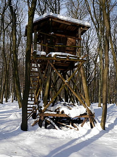 menyembunyikan, hutan, musim dingin, salju, carpathians kecil, slovakia, suhu dingin, bahan kayu, pohon, di luar rumah, tanah, alam, bidang, menanam, hari, tidak ada orang, keindahan di alam, penutup, ketenangan, struktur yang dibangun, scenics - alam, Arsitektur, adegan non-urban, gunung berselimut salju, 4K, CC0, domain publik, bebas royalti