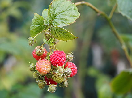 Himbeere, Obst, bio, Garten, Beeren, rot, Beere, schließen, Süss, Natur, köstlich, Vitamine, Lebensmittel, Himbeerkuchen, gesund, gesundes Essen, Essen und Trinken, Wachstum, Blatt, Frische, Fokus auf den Vordergrund, Pflanzenteil, Pflanze, Beerenfrucht, Nahansicht, Schönheit in der Natur, Wohlbefinden, Tag, grüne Farbe, keine Leute, draußen, reif, 4K, CC0, gemeinfrei, lizenzfrei