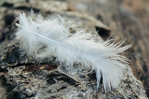 ploma, registre, tribu, escorça, arbre, fusta, naturalesa, bosc, vulnerabilitat, Color blanc, primer pla, fragilitat, suavitat, cap gent, lleuger, dia, enfocament selectiu, a l'aire lliure, centrar-se en primer pla, esponjós, terra, cabell, animal, sòlid, pèl d’animals, part del cos, 1080P, CC0, domini públic, lliure de regalies