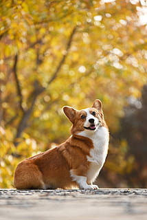 valų corgi, sėdi, pilka, dangos, augintiniai, šuo, vienas gyvūnas, žinduolių, gyvūnų temos, gyvūnas, medis, vidaus, Naminiai gyvūnai, šunims, ruduo, stuburiniai, ieško, dieną, sutelkti dėmesį į naujas žinias, augalų, pobūdį, ruda, nėra žmonių, lauke, pakeisti, 5K, CC0, Viešasis domenas, nemokamai