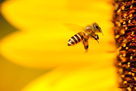 black, white, hovering, yellow, flower, closeup, photography, selective, focus photo, honeybee, flying, sunflower, bee, happy, wing, fly, insect, nature, honey, pollen, pollination, honey Bee, macro, close-up, busy, working, summer, animal, springtime, animal themes, animals in the wild, animal wildlife, one animal, invertebrate, beauty in nature, selective focus, petal, mid-air, flowering plant, no people, freshness, flower head, 2K, CC0, public domain, royalty free