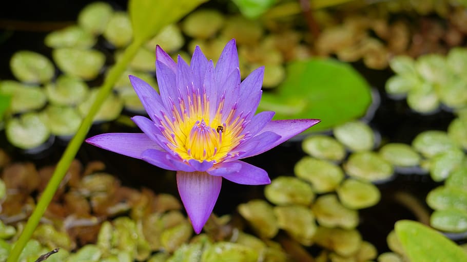 pool, flora, natur, blad, lotus, blomst, blomstrende, zen, blomstrende plante, plante, åkande, friskhed, skønhed i naturen, vand, kronblad, lilla, blomsterhoved, Dam, blomsterstand, plante del, skrøbelighed, sårbarhed, tæt på, vækst, lotus vandlilje, flyder på vandet, ingen mennesker, forår, pollen, prydhave, 4K
