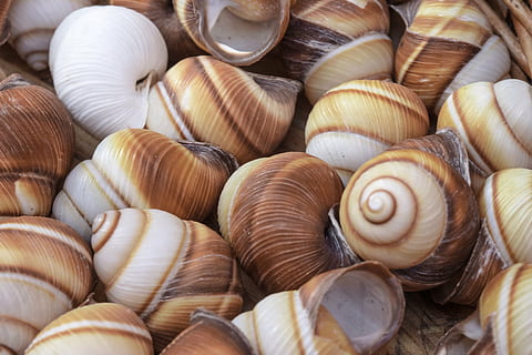 snegle, skal, mollusk, tæt, snegl, snegl shell, snegle skaller, naturdeko, dyr, dyreskal, mad, tæt på, fuld ramme, baggrunde, stor gruppe af objekter, dyreliv, ingen mennesker, tekstureret, mad og drikke, stilleben, mønster, naturligt mønster, overflod, detalje, friskhed, fisk og skaldyr, dag, 2K, CC0, offentligt domæne, royaltyfrie