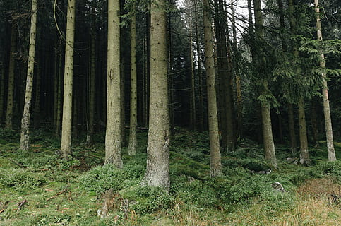 dans la foret, forêt, la nature, arbre, des bois, paysage, en plein air, couleur verte, paysages, personne, été, beauté dans la nature, zone de nature sauvage, scène tranquille, tronc d'arbre, plante, pin, terre, tronc, croissance, tranquillité, paysages - nature, scène non urbaine, journée, environnement, éloigné, bambou - plante, 4K, CC0, domaine public, libre de droits