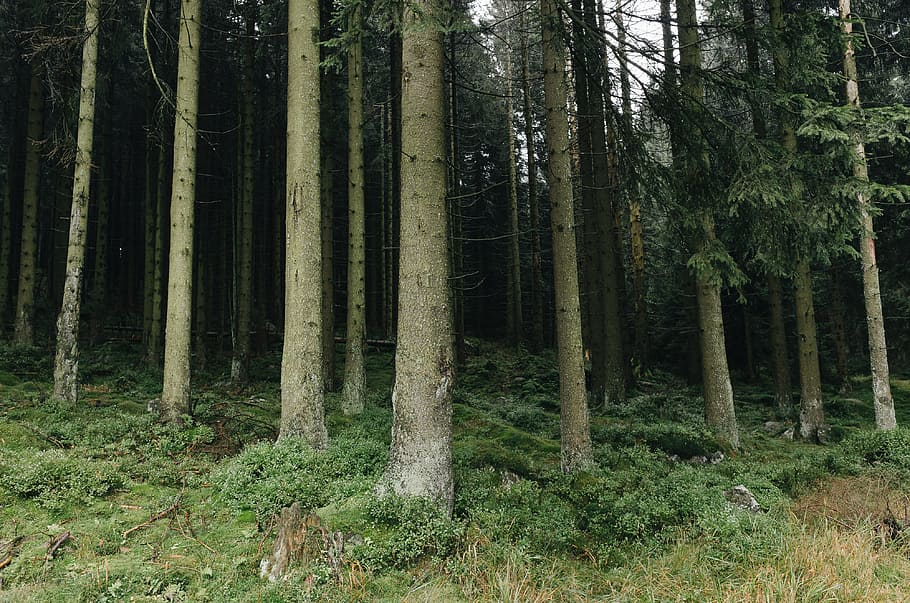 dans la foret, forêt, la nature, arbre, des bois, paysage, en plein air, couleur verte, paysages, personne, été, beauté dans la nature, zone de nature sauvage, scène tranquille, tronc d'arbre, plante, pin, terre, tronc, croissance, tranquillité, paysages - nature, scène non urbaine, journée, environnement, éloigné, bambou - plante, 4K
