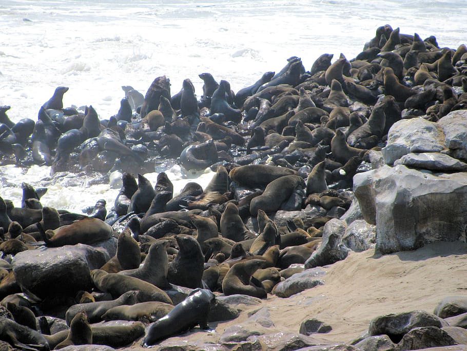 gatejar, costa d'esquelet, namibia, mar, platja, grup d’animals, gran grup d’animals, fauna animal, aigua, terra, animals a la natura, animal, temes d'animals, segell, rock, naturalesa, mamífer aquàtic, cap gent, segell - animal, sòlid, dia, mamífer, sota l'aigua, marí, Lleó marí, 2K