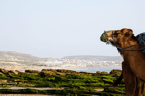 camel, far, city, daytime, view, beach, landscape, nature, coast, sea view, one animal, mammal, domestic animals, pets, domestic, animal themes, canine, dog, animal, water, sea, no people, day, vertebrate, sky, mountain, side view, scenics - nature, 5K, CC0, public domain, royalty free
