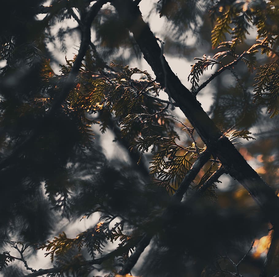green, pine tree, close-up photography, shallow, focus photography, tree, forest, foilage, depth, blur, bush, plant, branch, no people, nature, growth, beauty in nature, low angle view, day, tranquility, focus on foreground, outdoors, land, selective focus, one animal, plant part, close-up, leaf, vertebrate, autumn, 4K