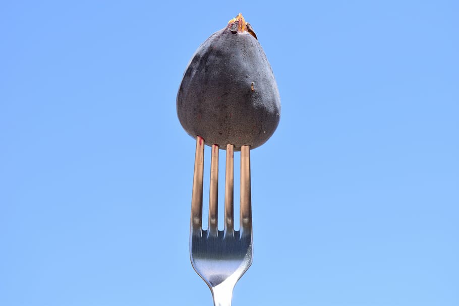 fig, forquilla, menjar, tancar, forquilla metàl·lica, coberts, blau, menjar i beguda, estri de cuina, cap gent, cel, còpia espai, frescor, dia, cel clar, naturalesa, utensili per menjar, primer pla, metall, volant, equipament per a la llar, a l'aire lliure, vista d’angle baix, animal, temptació, color plata, fons blau, 5K